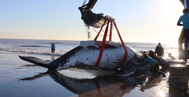 Al menos 29 ballenas piloto mueren tras quedar varadas en Nueva Zelanda