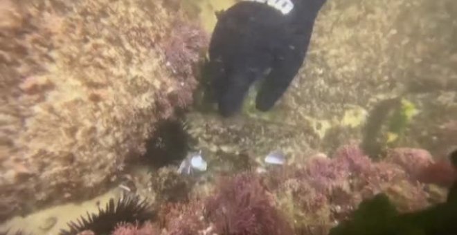 Los microplásticos de la basura arrojada al mar ponen en jaque a los océanos