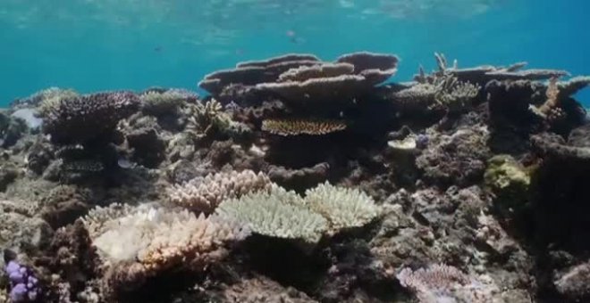 La Gran Barrera de Coral se tiñe de blanco