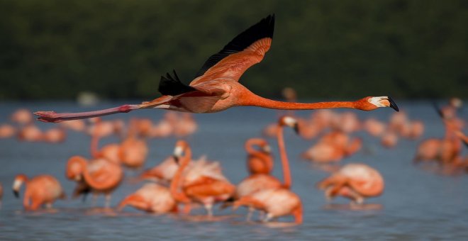 Flamencos con 'becas erasmus' y aves que se ahorcan en el Yucatán