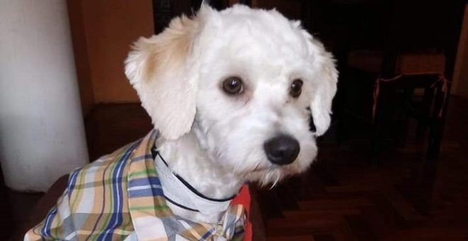 Luno, el perro retenido en Barajas y que quieren deportar