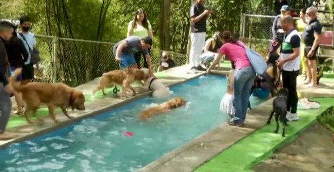 Fiesta de la piscina para perros en Caracas