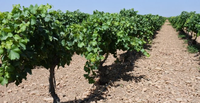 Castilla-La Mancha autorizará nuevas variedades y denominación adicional con su nueva ley de la Viña y el Vino