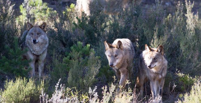 Desestimado el recurso de ASCEL contra el cupo de extracción de ejemplares de lobo en Cantabria