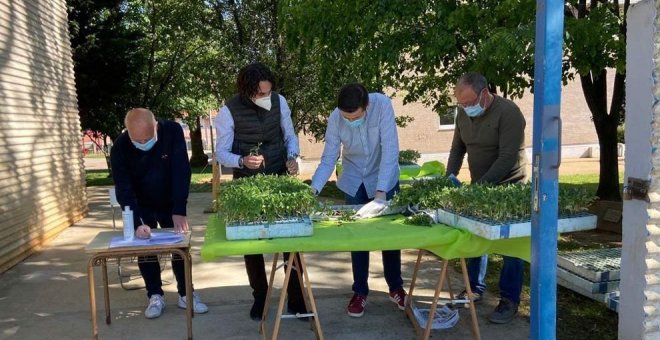 El Ayuntamiento repartirá tomates para fomentar la afición a la horticultura