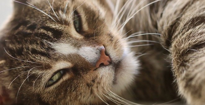 ¿Cómo detectar los gestos de dolor en tu gato?