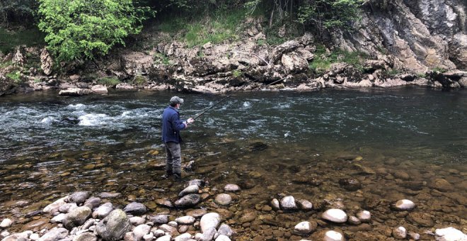 Pescado en el río Pas el 'campanu' de Cantabria