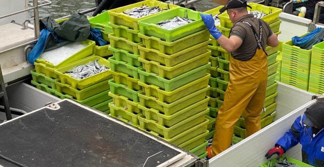 Más de 280.000 kilos de bocarte subastados este lunes en la lonja de Santoña