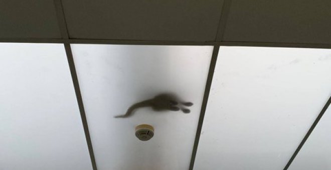 'Llueven' gatos del falso techo de un hospital de Móstoles