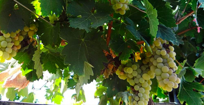 Convocadas ayudas para la reconversión de viñedos destinados a la producción de uva