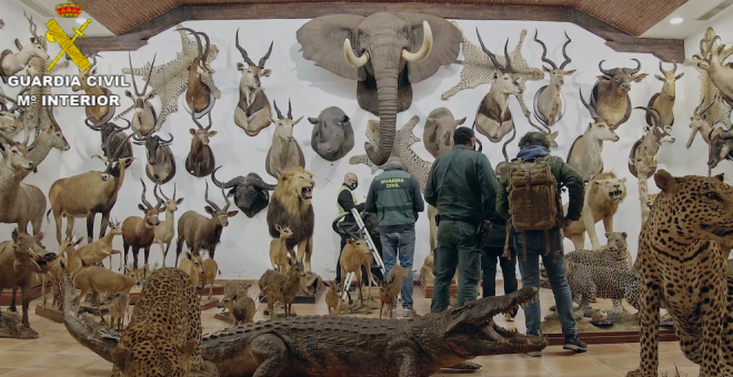 Incautados 1.090 animales protegidos disecados, la mayor colección hallada en España