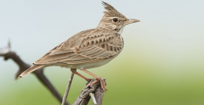 El Atlas de las Aves en España, radiografía de una crisis