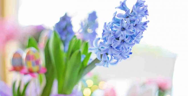 8 flores de primavera que darán color a tu casa