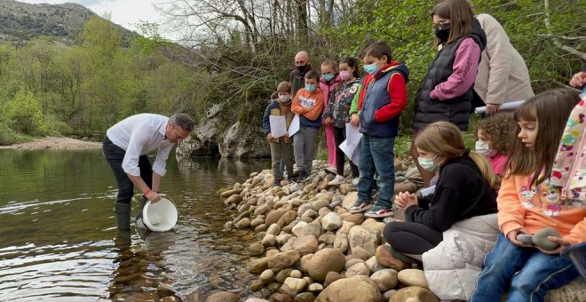 Comienza la suelta de 15.000 alevines de salmón y trucha para repoblar el Nansa