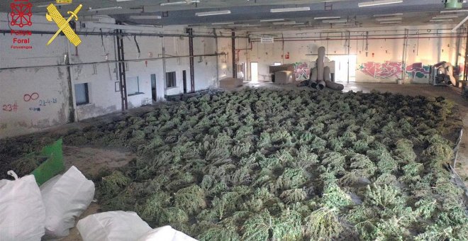 Desmantelado en Navarra el mayor cultivo de marihuana de Europa