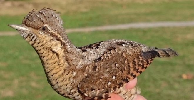 La Marisma Victoria, enclave de importancia europeo para las aves migratorias