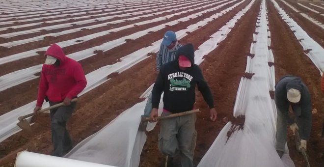 La Interprofesional de Melón y Sandía pide sensatez en la siembra para evitar que la campaña sea una ruina