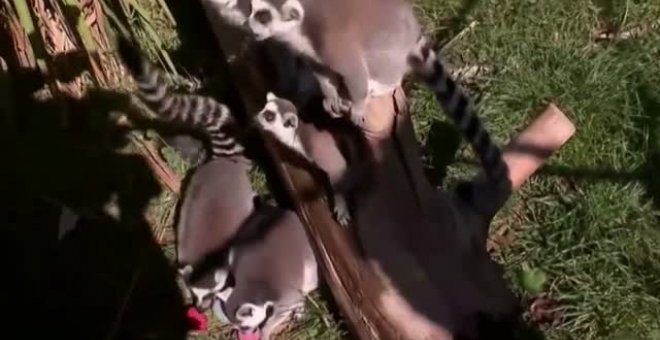 Los animales del zoo de Chile buscan sus huevos de pascua