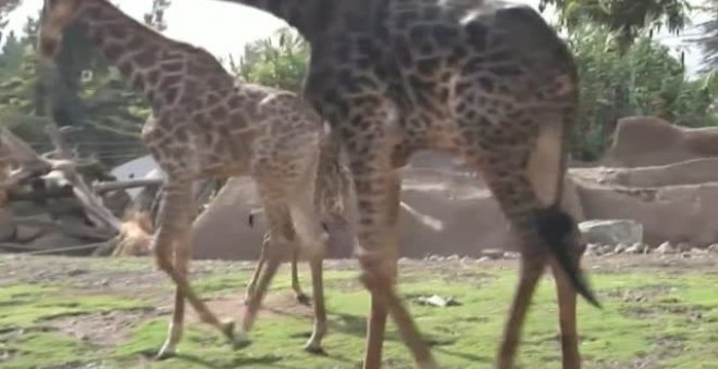 La jirafa Benito conquista el corazón de los turistas en el zoo de la ciudad chilena de Buin