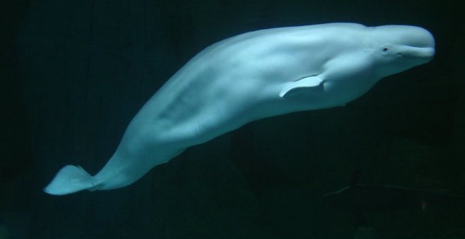 Muere Kairo, la beluga de más de 60 años del Oceanogràfic