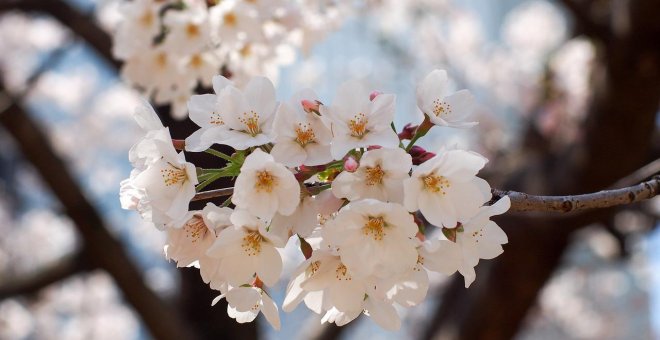 6 lugares de Japón para disfrutar de la floración del sakura