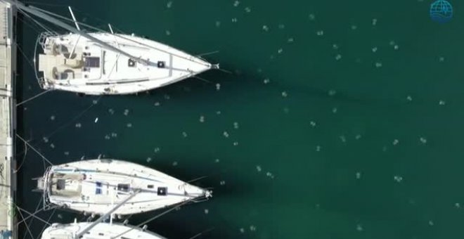 Las medusas Ellyfish invaden  el puerto de la ciudad italiana de Trieste