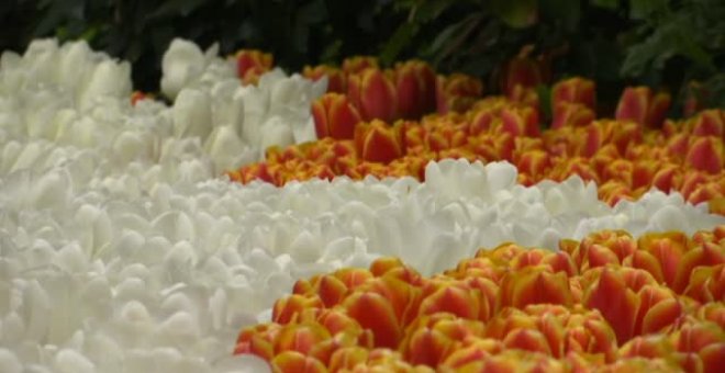 Países Bajos luce estos días todo el esplendor primaveral de los tulipanes
