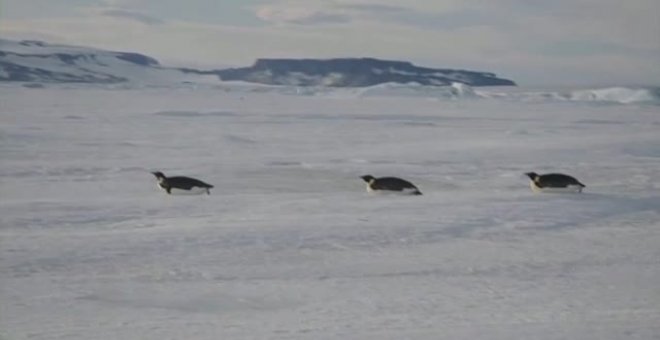 El pingüino emperador en peligro de extinción