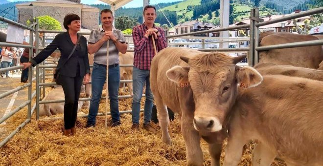 141 animales de trece ganaderías se dan cita en el Concurso de Raza Bovina Parda de Montaña