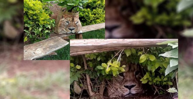 El león que aterrorizó a un pueblo de Kenia y resultó ser una bolsa de supermercado: "El rey de la selva pero no mucho"