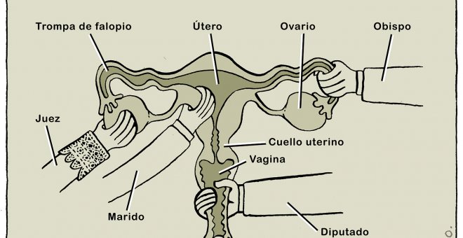 Anatomía reproductiva