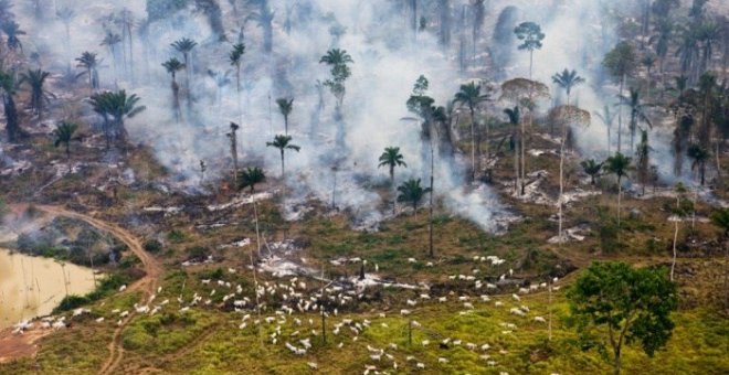 Evitar la deforestación en cualquier lugar del mundo