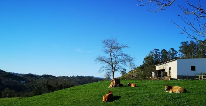 El precio de la leche marca en Asturias el máximo desde marzo de 2014