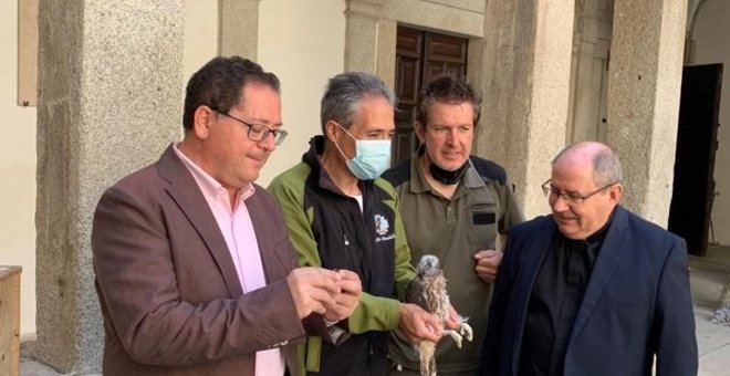 El programa de reintroducción del halcón peregrino de la Junta se extiende a la catedral de Toledo