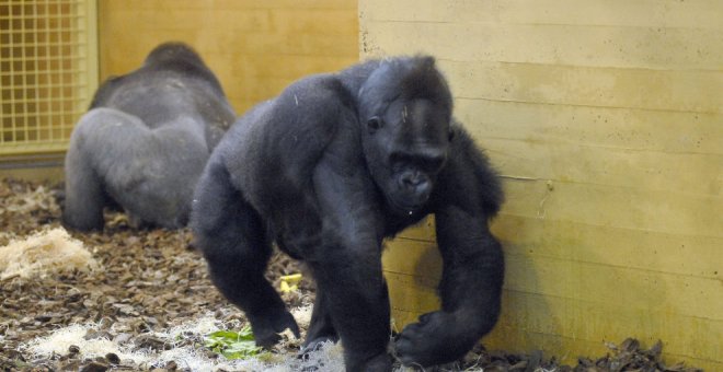 Detectan coronavirus en tres gorilas del Parque de Cabárceno