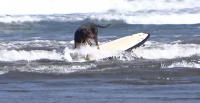 La playa asturiana de Salinas acoge la primera competición de surf canino de Europa