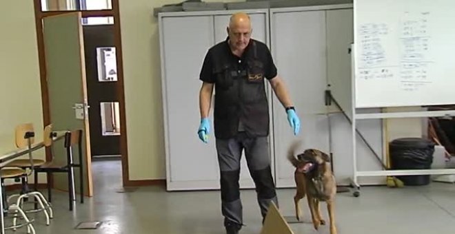 Entrenan a perros para la detección temprana de diferentes tipos de cáncer