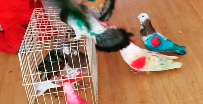 "No hubo estrés ni maltrato": el colegio alcazareño que coloreó palomas en clase se defiende de las críticas animalistas