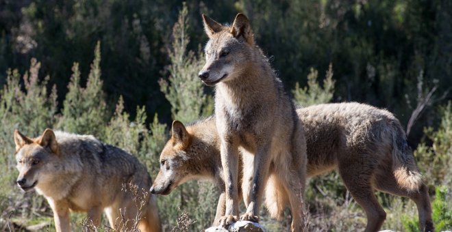 El Tribunal Constitucional tumba la ley de Castilla y León que permite cazar lobos