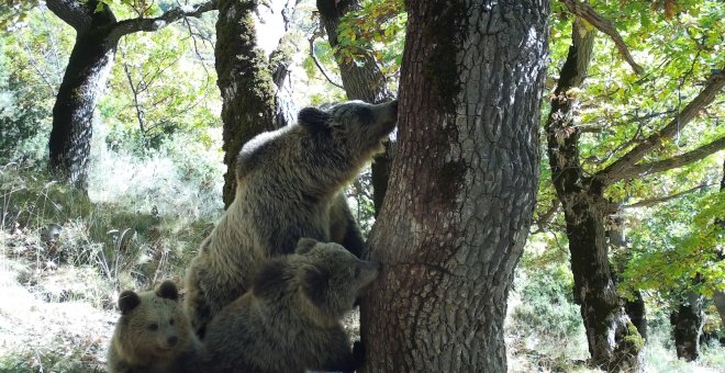 Identificats almenys 70 ossos i 8 llops des del 2019 al Pirineu