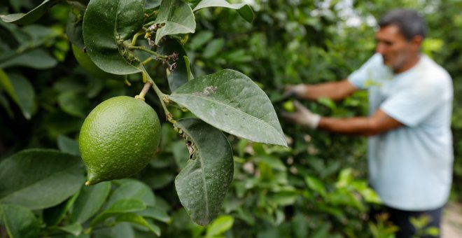 La crisis climática se cierne sobre el campo: la producción ya cae un 6% en España