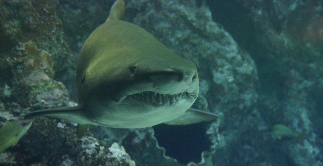 Aparece en la costa de Galicia un tiburón de una especie nunca vista hasta ahora