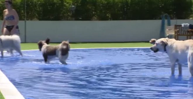 Los perros también tienen vacaciones