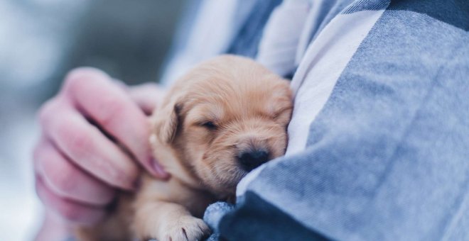 El poder de los animales para mejorar nuestra salud