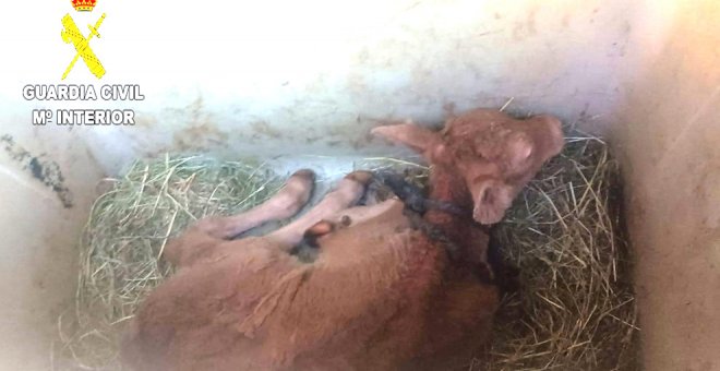 Liberados 26 animales en un "deplorable" estado de abandono en Praves