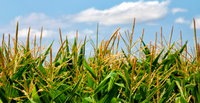 La cosecha del maíz, en riesgo por la escasez de lluvias en Cantabria