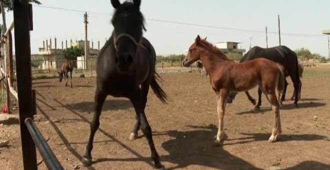 La guerra en Siria diezma la población de caballos árabes y amenaza su supervivencia