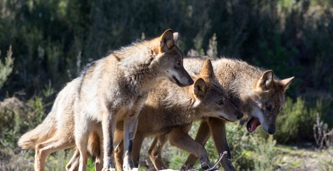 Autorizada la caza de diez lobos ante la "importancia y recurrencia" de ataques