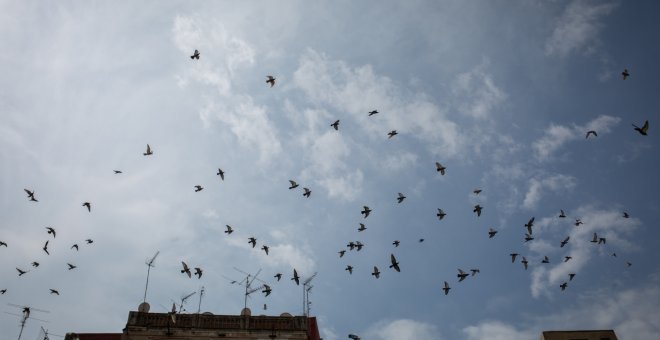 Centenares de vencejos caen de sus nidos por la ola de calor en Córdoba y Sevilla