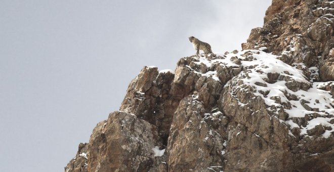 El gran fotógrafo de naturaleza Vincent Munier nos trae al enigmático leopardo de las nieves